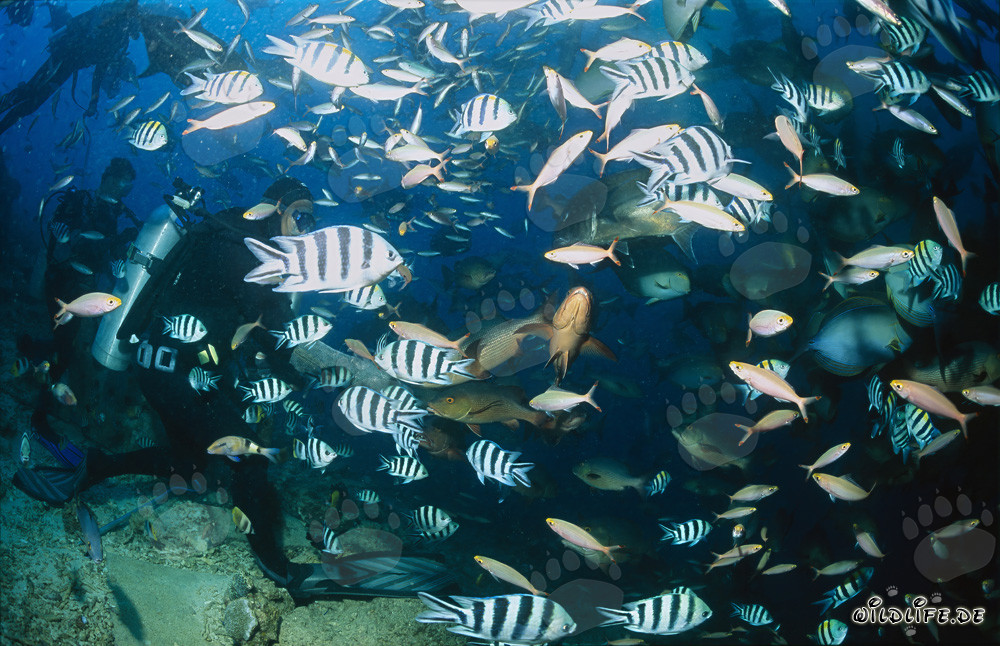 Plongeur entouré d'une diversité colorée de poissons au Shark Reef dans le lagon de Beqa, Fidji