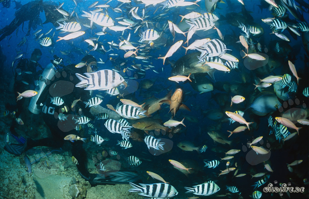 Subacqueo circondato da una varietà colorata di pesci allo Shark Reef nella laguna di Beqa, Figi