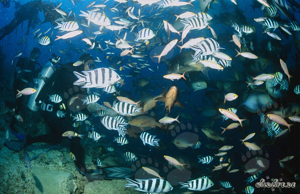 Taucher umgeben von bunter Fischvielfalt am Shark Reef in der Beqa Lagoon, Fiji