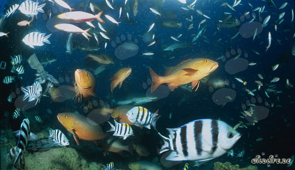 Taucher bestaunt bunte Fischvielfalt am Shark Reef in Fiji