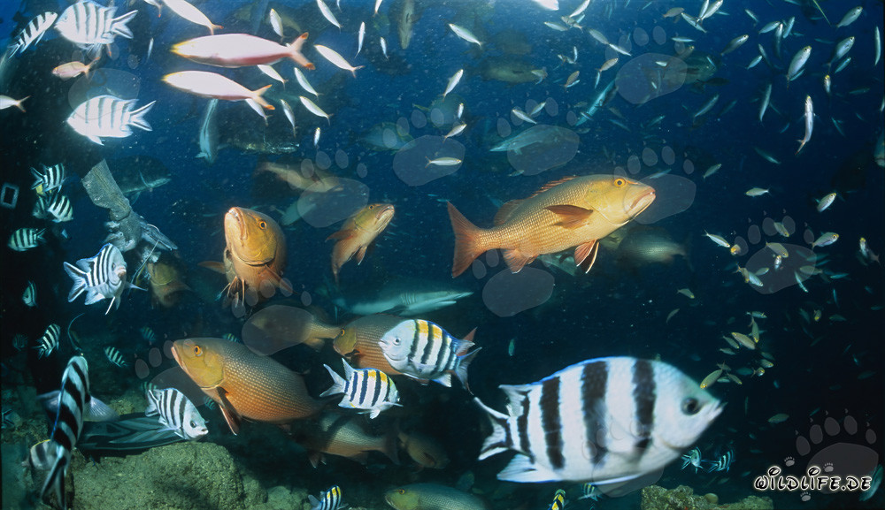 Diver marvels at colorful fish diversity at Shark Reef in Fiji