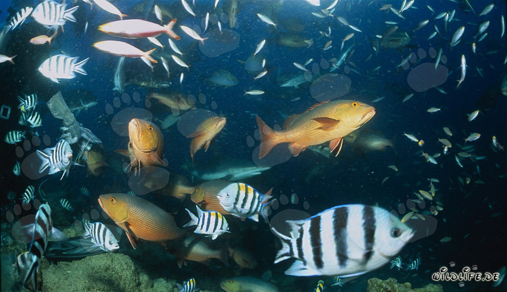 Buceador admira la diversidad colorida de peces en Shark Reef en Fiji