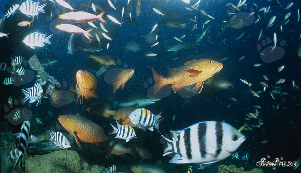 Plongeur admire la diversité colorée des poissons au Shark Reef à Fiji
