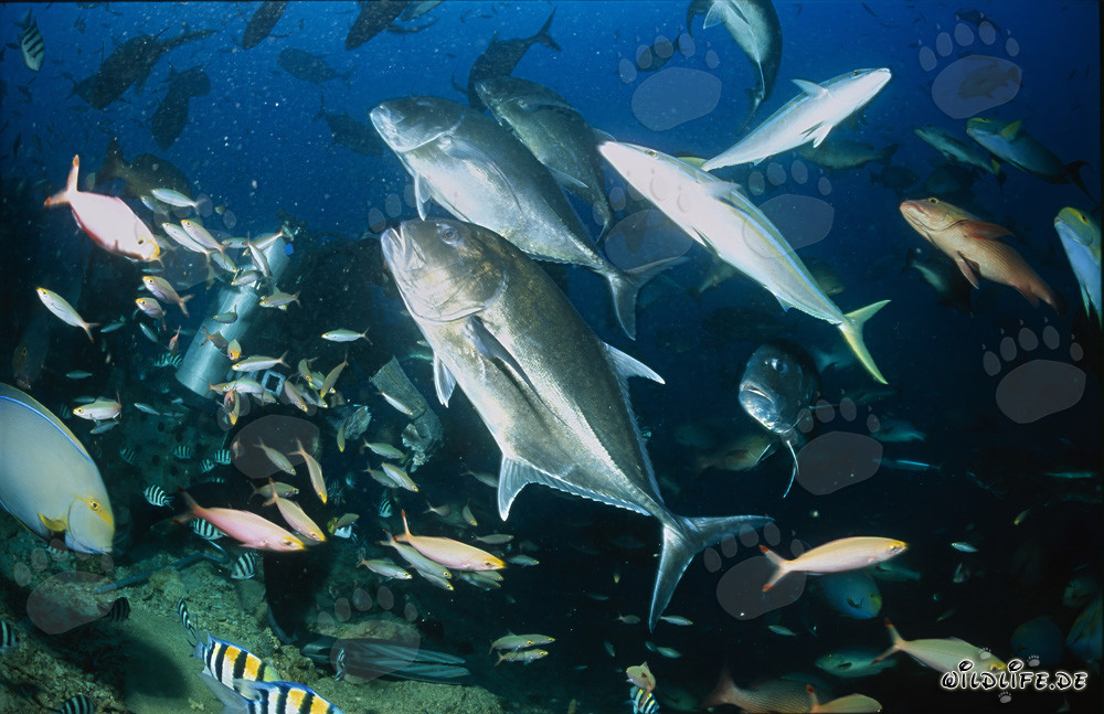 Impresionante diversidad de peces en Shark Reef en Fiji