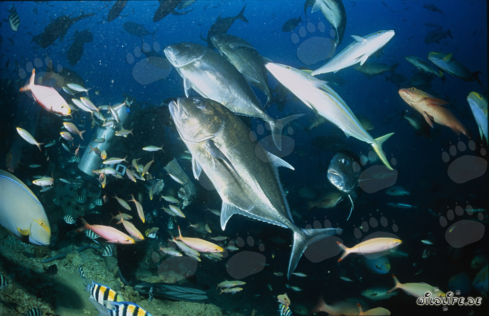 Impressionnante diversité de poissons au Shark Reef à Fidji
