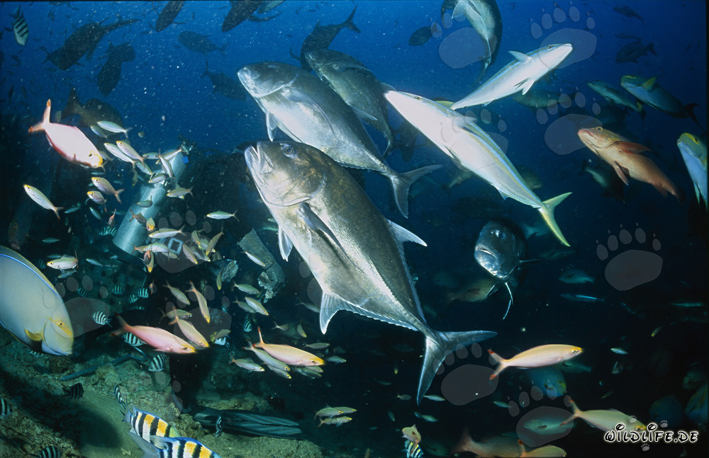Beeindruckende Fischvielfalt am Shark Reef in Fiji