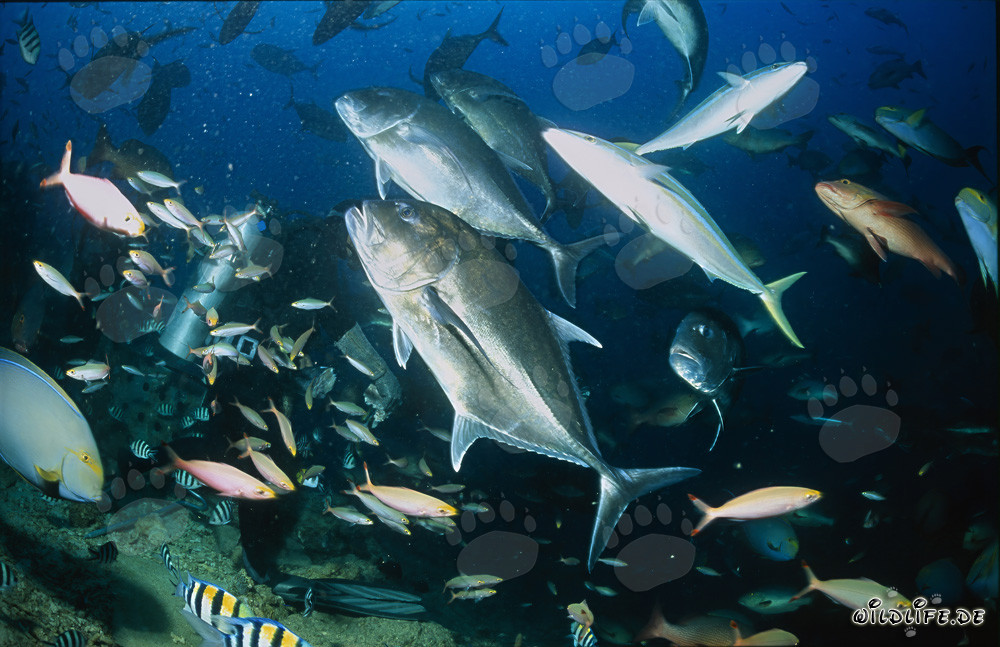 Impressive Variety of Fish at Shark Reef in Fiji