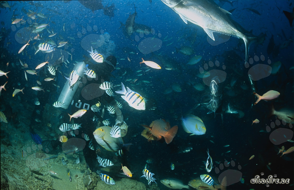 Diver surrounded by colorful variety of fish in Beqa Lagoon, Fiji