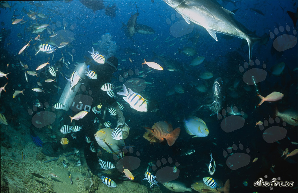 Plongeur entouré d'une grande variété de poissons colorés dans le lagon de Beqa, Fidji