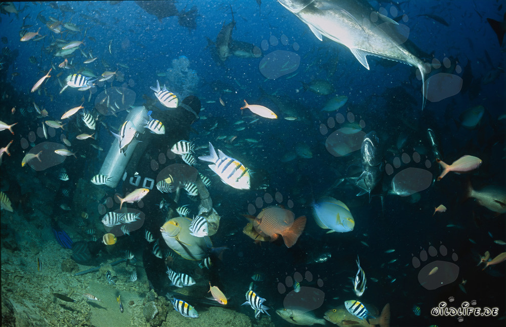 Taucher umgeben von bunter Fischvielfalt in der Beqa Lagune, Fiji