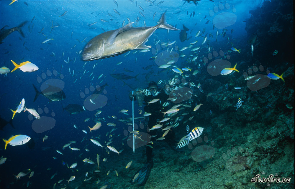 Giant Travelly and Diver surrounded by a captivating school of fish