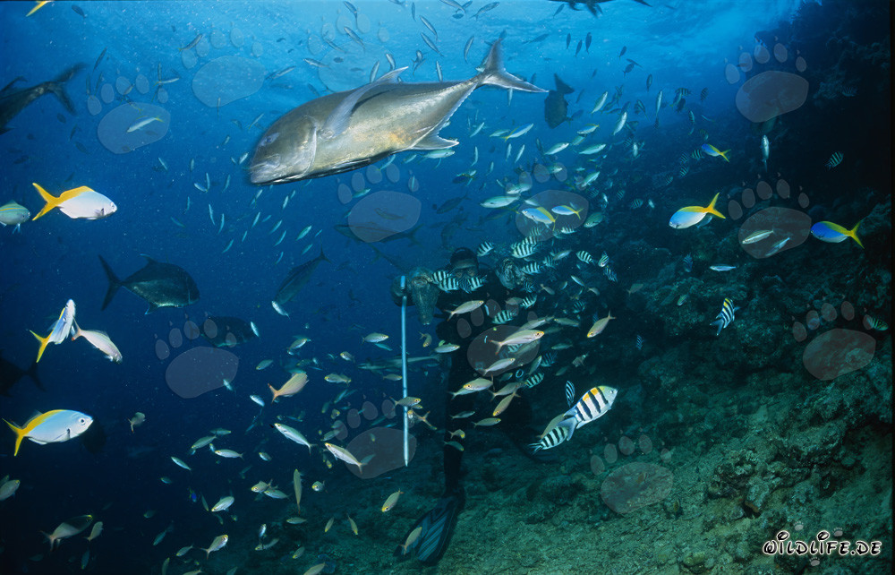 Giant Travelly et plongeur au milieu d'un banc de poissons fascinant