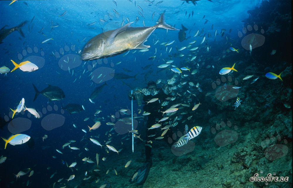 Giant Travelly und Taucher inmitten eines faszinierenden Fischschwarms