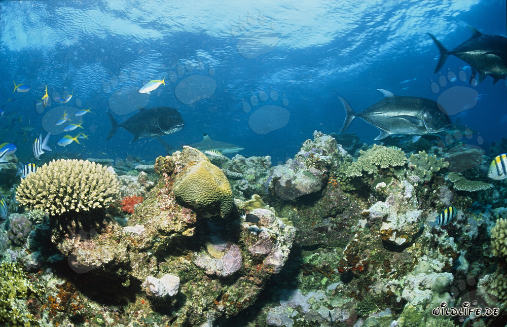 Blacktip reef shark and Giant Trevally at Shark Reef