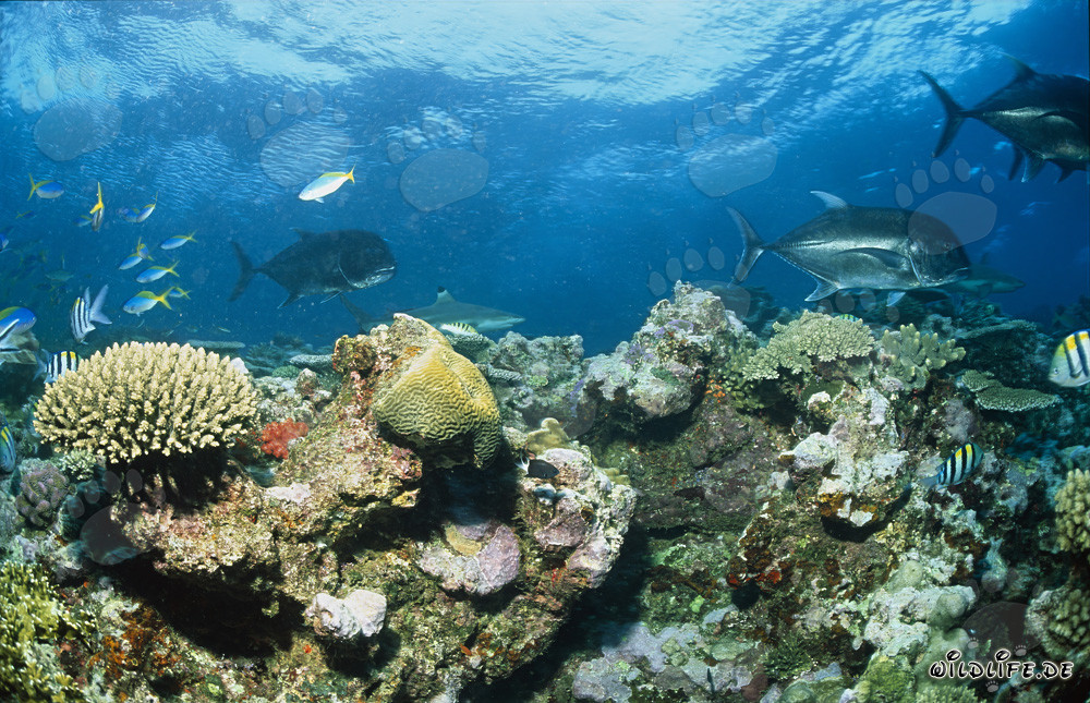 Squalo pinna nera e Carangide gigante a Shark Reef