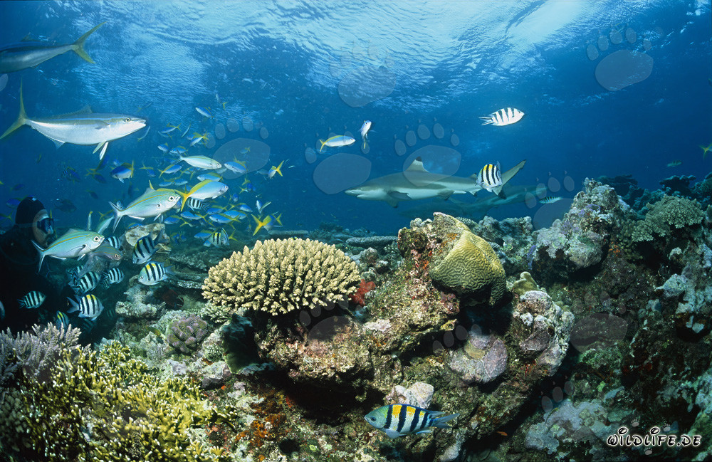 Blacktip reef shark at Shark Reef in Fiji elegantly swims through the clear water