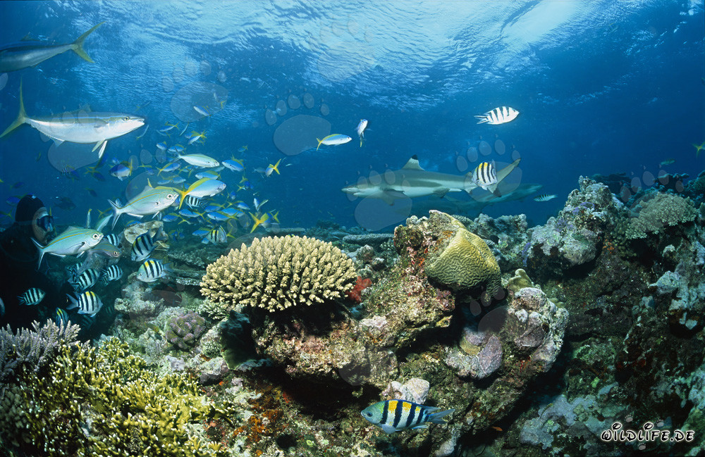 Schwarzspitzen-Riffhai am Shark Reef in Fiji schwimmt elegant durch das klare Wasser