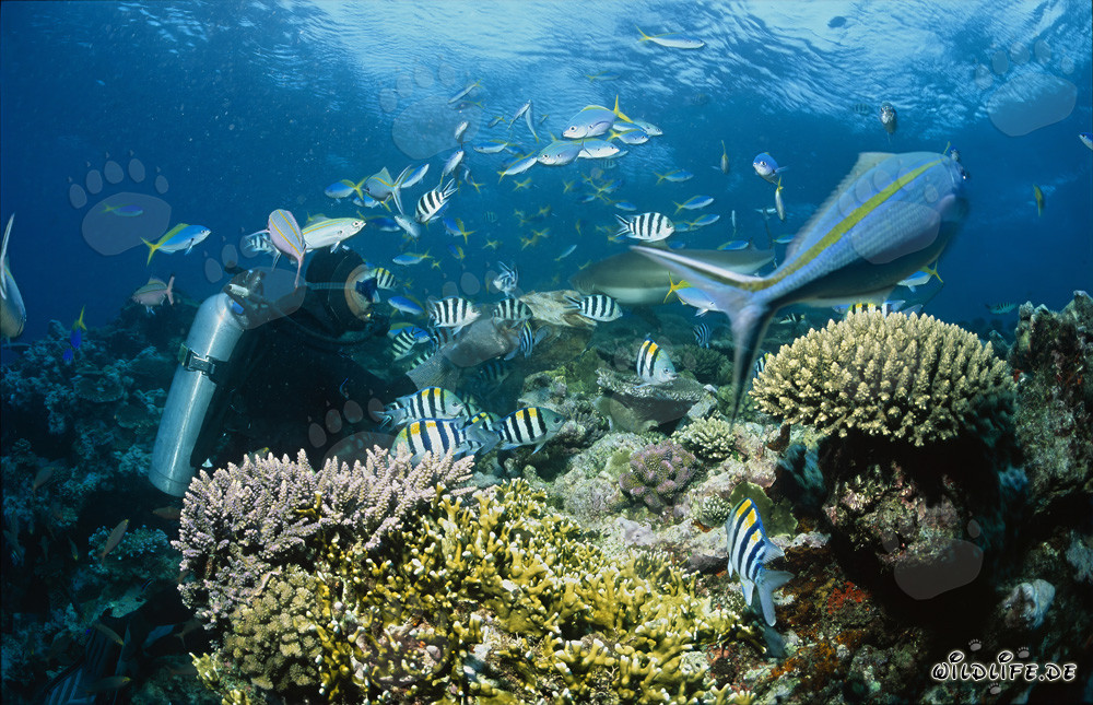 Fascinating Blacktip Reef Shark Surrounded by Coral Fish