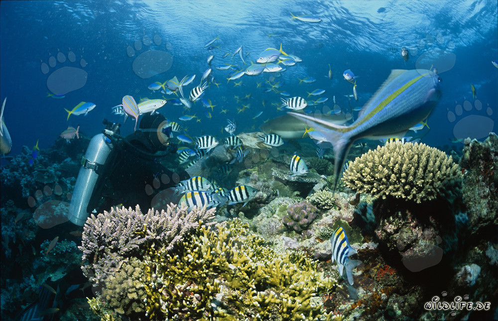 Tiburón de arrecife de puntas negras fascinante rodeado de peces de coral