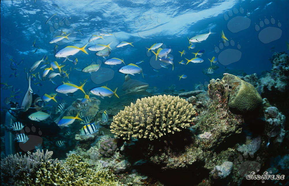 Fascinating Blacktip Reef Shark and Diver in Beqa Lagoon, Fiji