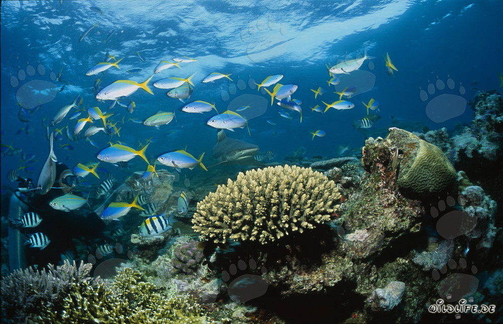 Faszinierender Schwarzspitzen-Riffhai und Taucher in der Beqa Lagune, Fiji