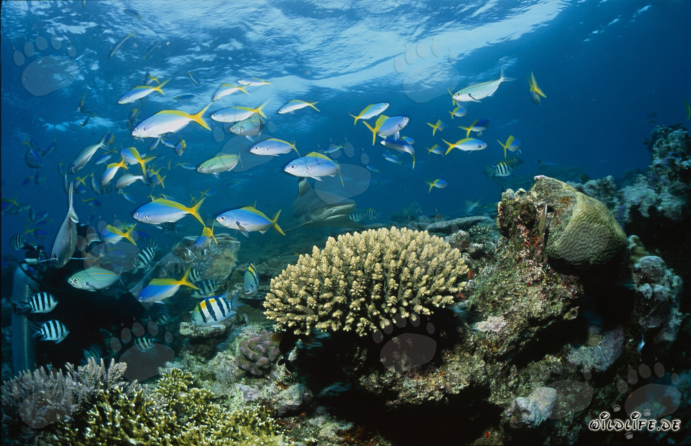 Affascinante squalo pinna nera e subacquei nella laguna di Beqa, Fiji