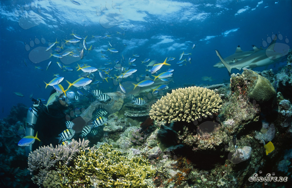 Fascinating Blacktip Reef Sharks Patrolling at Shark Reef