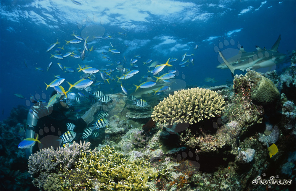 Requins à pointes noires fascinants patrouillant sur le récif de requins