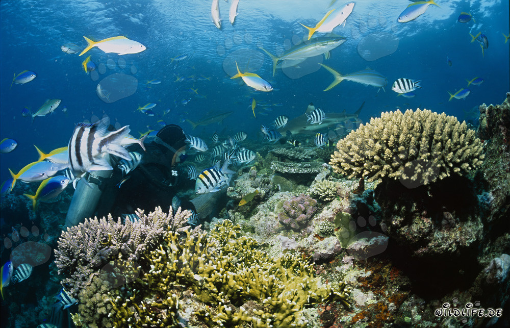 Blacktip Reef Sharks, Corals, and Divers