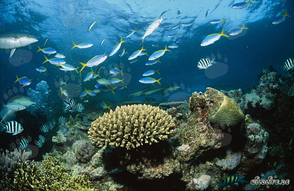 Fascinating Underwater World: Blacktip Reef Sharks, Corals, and Colorful Fish