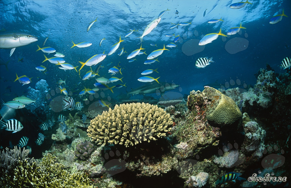 Monde sous-marin fascinant : Requins à pointes noires, coraux et poissons colorés