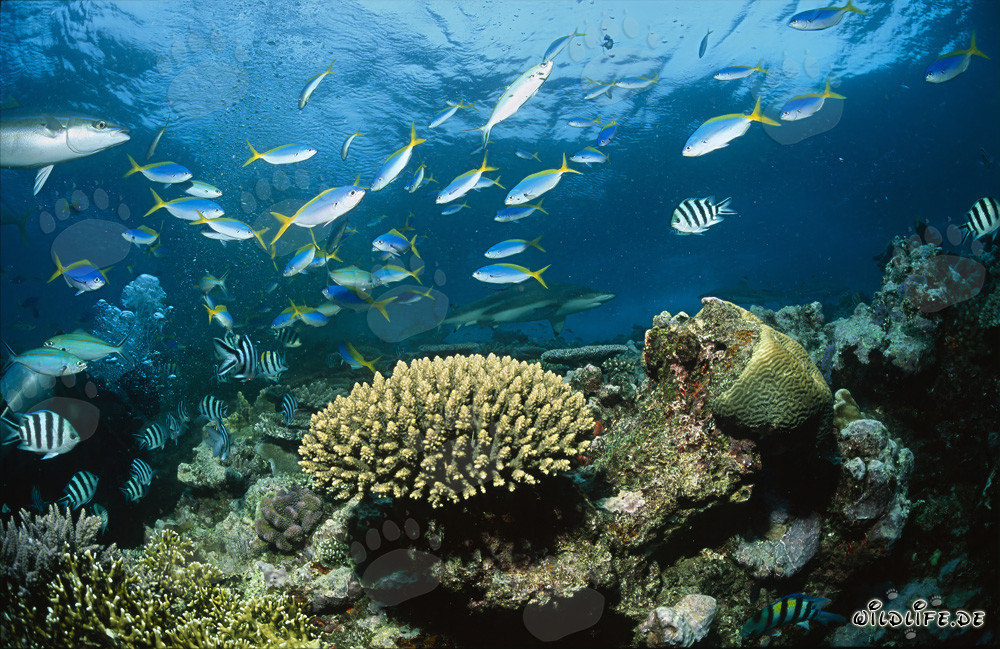 Affascinante mondo subacqueo: squali a punta nera, coralli e pesci colorati