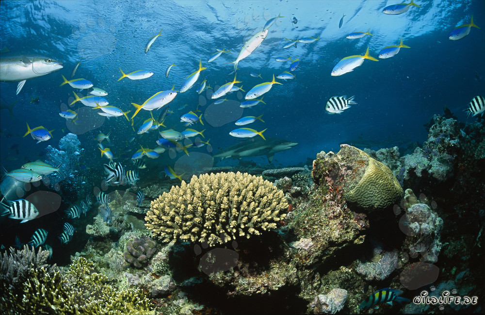 Fascinante mundo submarino: tiburones de arrecife de puntas negras, corales y peces de colores