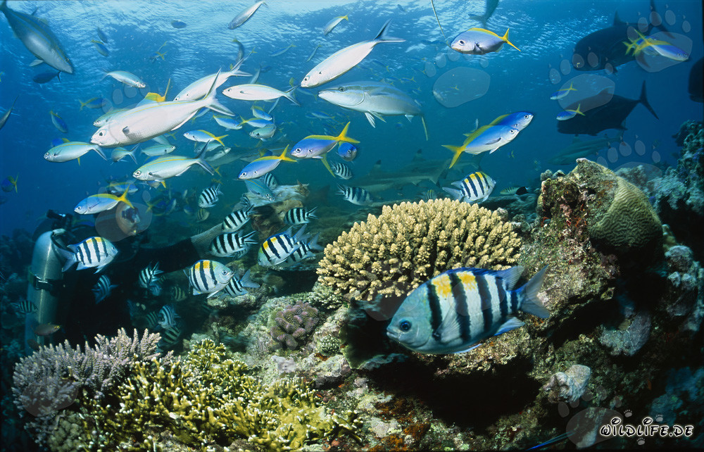 Fascinating Blacktip Reef Sharks gracefully swim past the coral reef