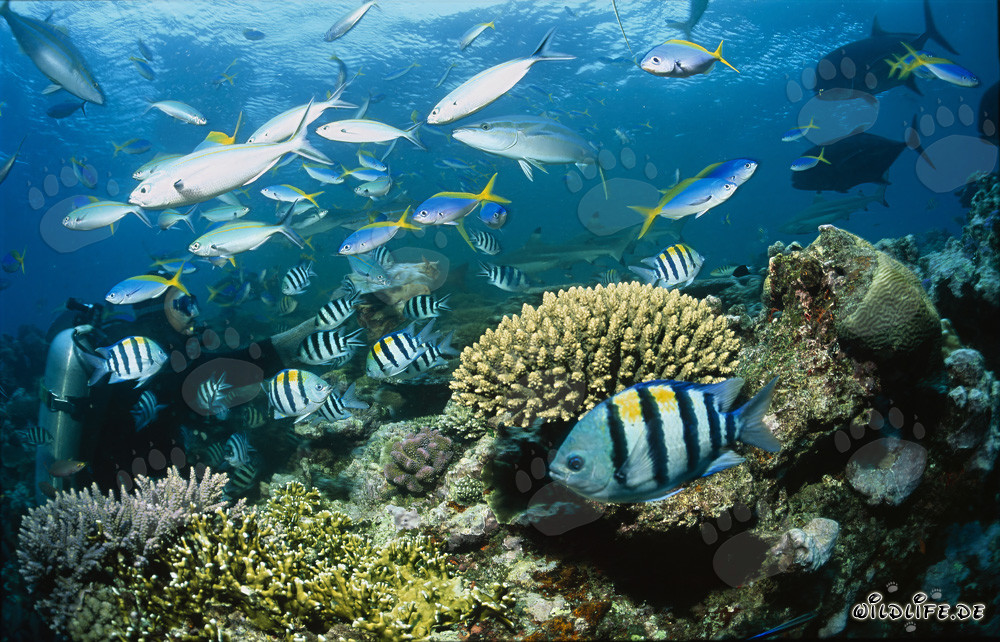 Fascinantes tiburones de arrecife de puntas negras nadan majestuosamente junto al arrecife de coral