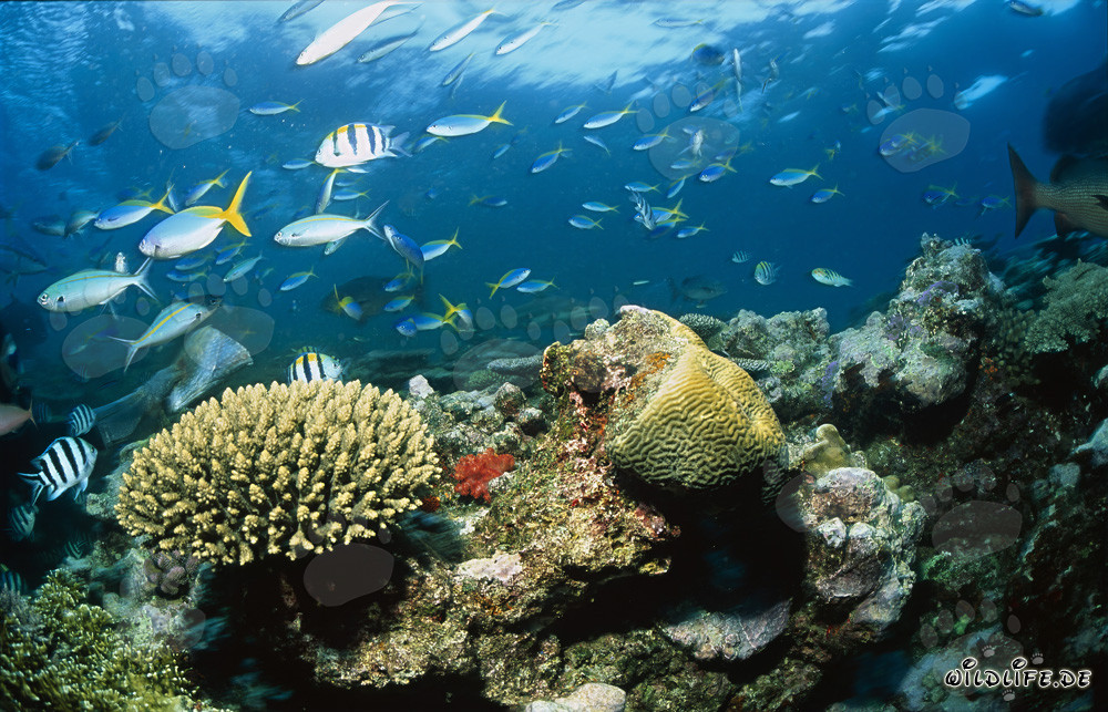 Affascinante squalo pinna nera in uno spettacolare reef corallino