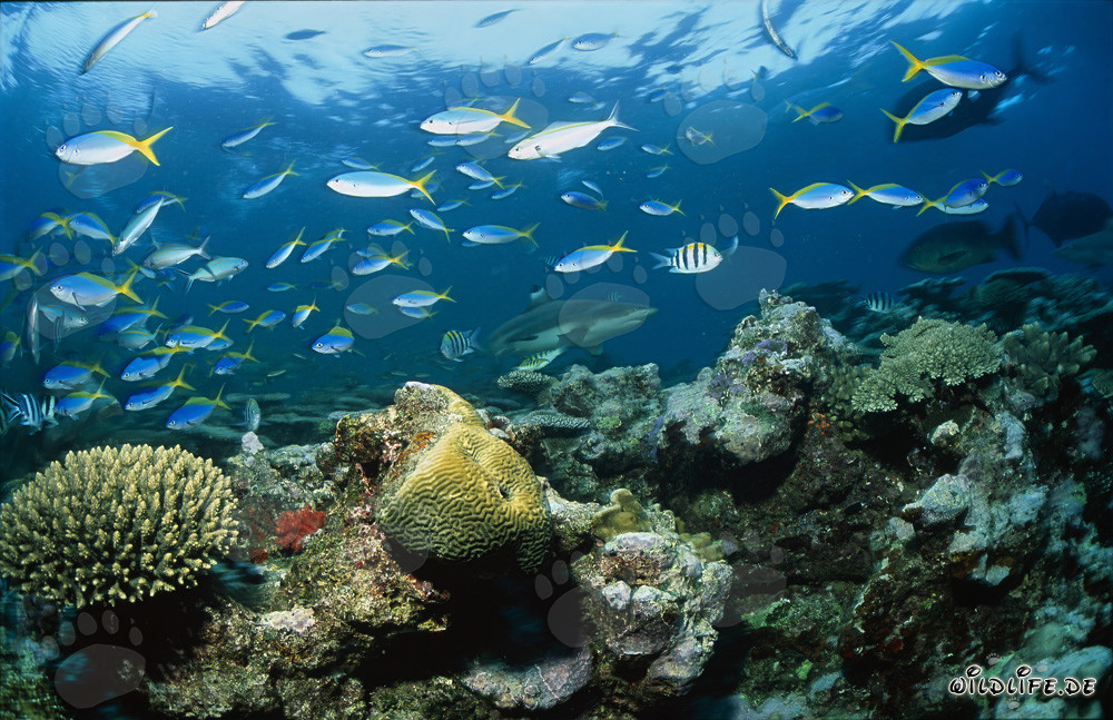 Blacktip reef shark (Carcharhinus melanopterus)