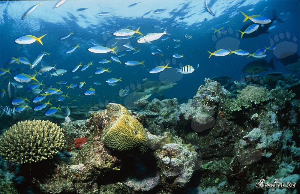 Tiburón de arrecife de puntas negras, peces coloridos y corales
