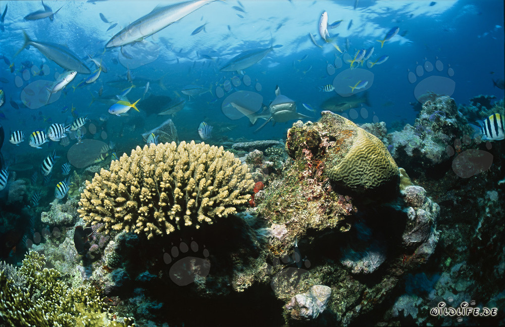 Fascinating blacktip reef shark in clear ocean water