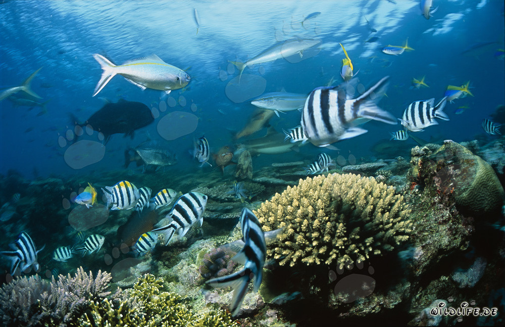 Faszinierender Schwarzspitzen-Riffhai im klaren Wasser vor Beqa Lagoon auf Viti Levu, Fiji