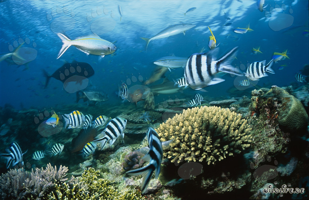 Affascinante squalo pinna nera nelle acque cristalline di fronte a Beqa Lagoon a Viti Levu, Figi