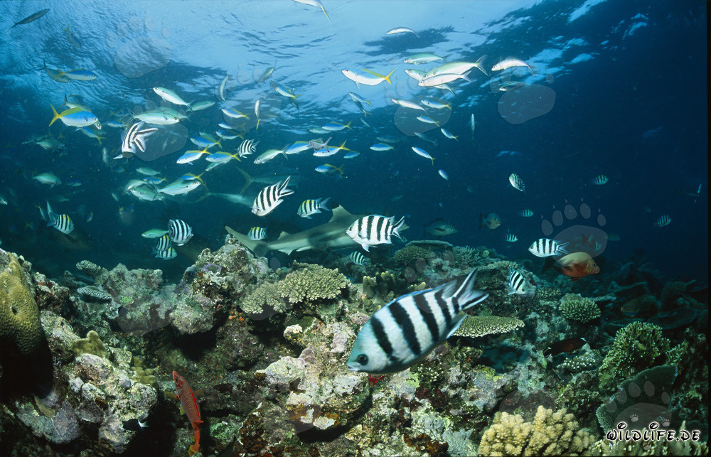 Blacktip reef shark at Shark Reef in Beqa Lagoon, Fiji