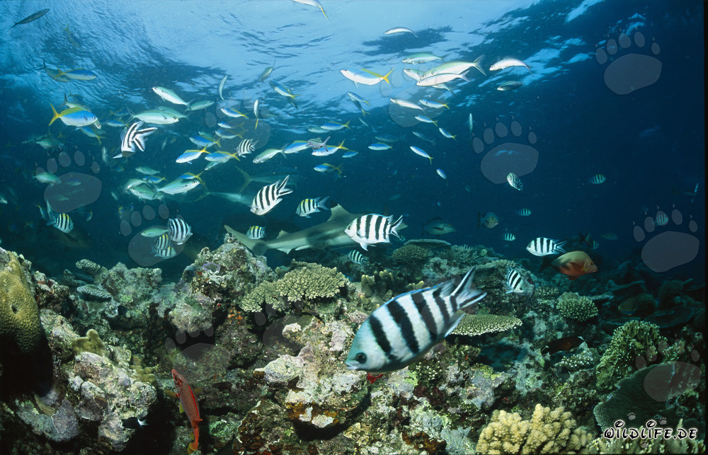 Requin à pointes noires sur le récif de requins à Beqa Lagoon, Fidji