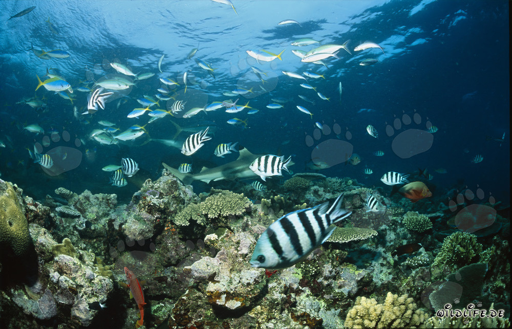 Schwarzspitzen-Riffhai am Shark Reef in Beqa Lagoon, Fiji