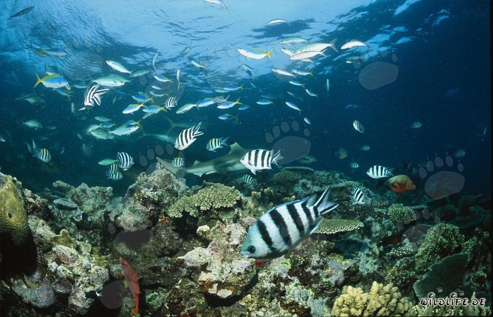 Squalo pinna nera sulla barriera corallina a Shark Reef in Beqa Lagoon, Figi