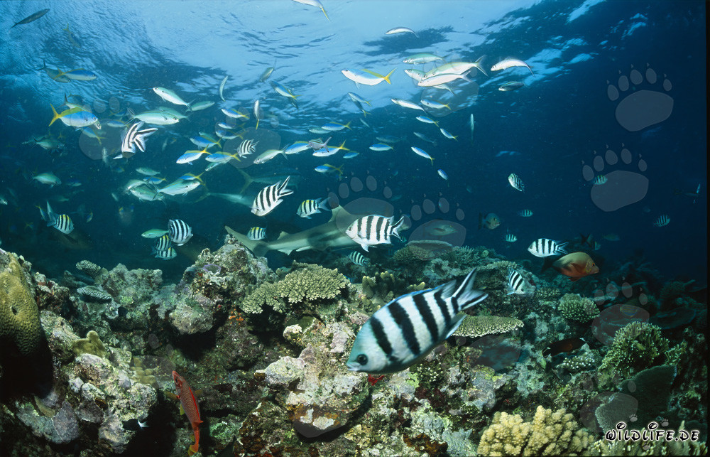 Tiburón de arrecife de puntas negras en Shark Reef en Beqa Lagoon, Fiji