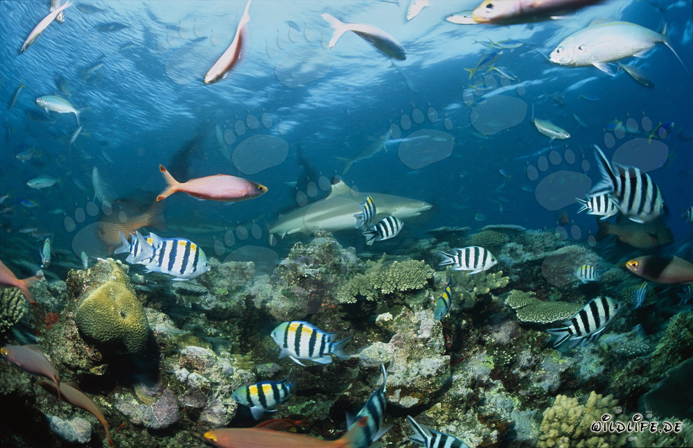 Élégants requins à pointes noires sur le récif de requins