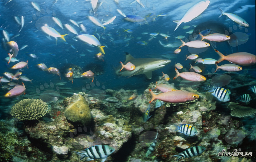 Affascinante squalo pinna nere e pesci corallini colorati