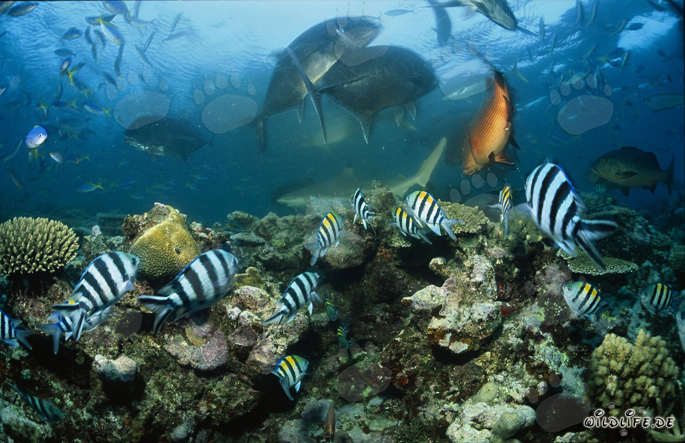 Blacktip Reef Shark, Giant Trevally, and Coral Fish