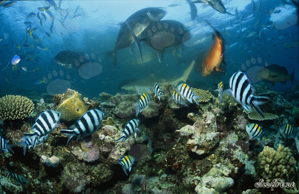 Requin à pointes noires, Carangue Géante et Poissons Coralliens